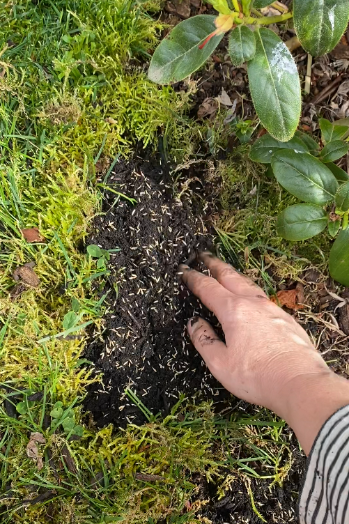 An image of a person's hand spreading dark compost mixed with white-colored grass seeds into an empty patch of dirt in a lawn. 